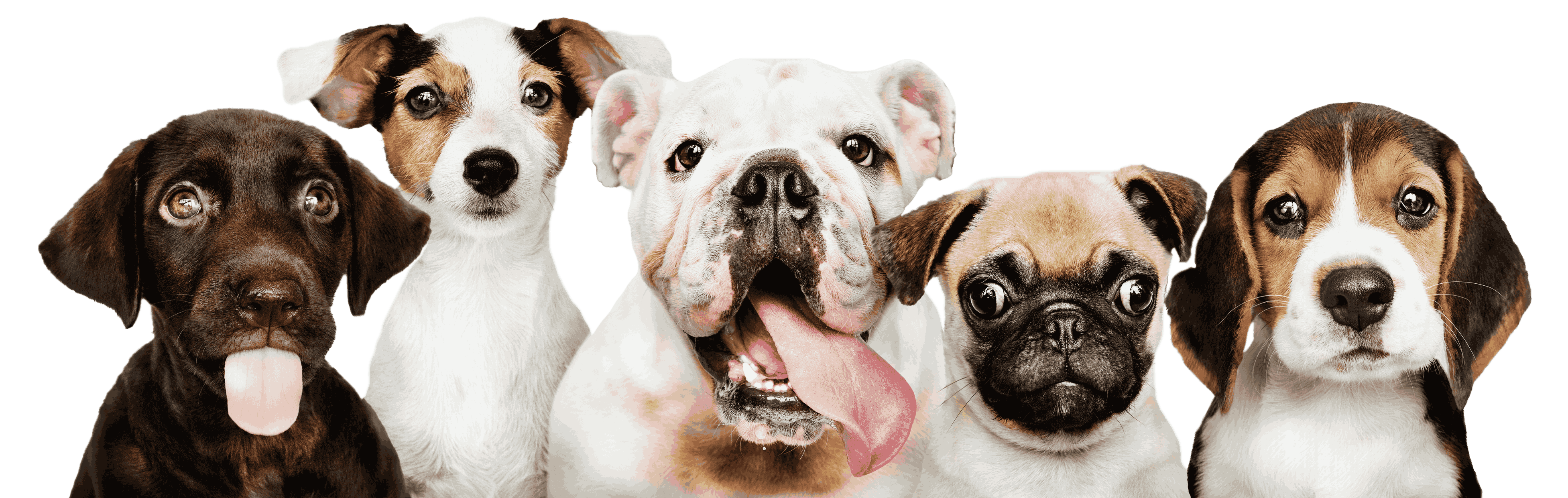 Pets acompanhados pelo Grupo CVRBG